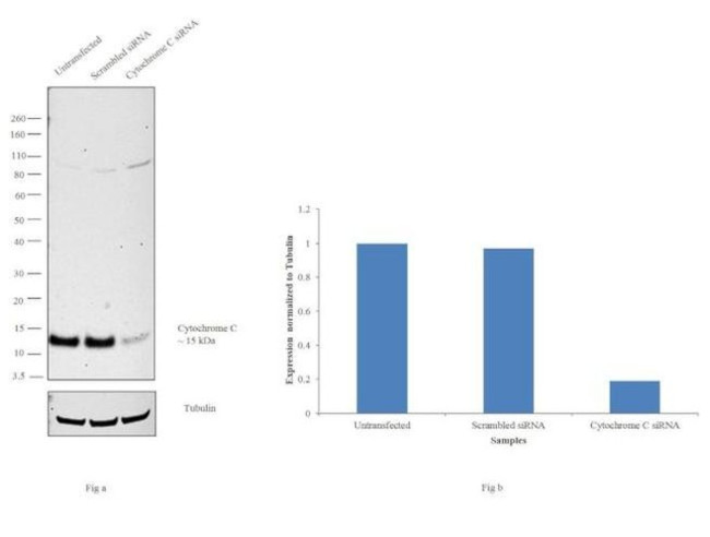 Cytochrome C Antibody