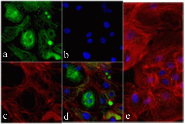 Cardiac Troponin T Antibody in Immunocytochemistry (ICC/IF)