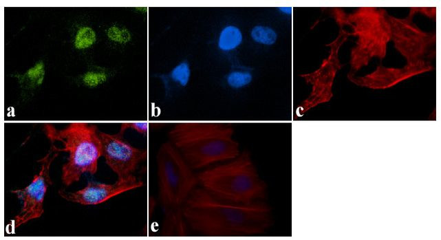 KLF4 Antibody in Immunocytochemistry (ICC/IF)