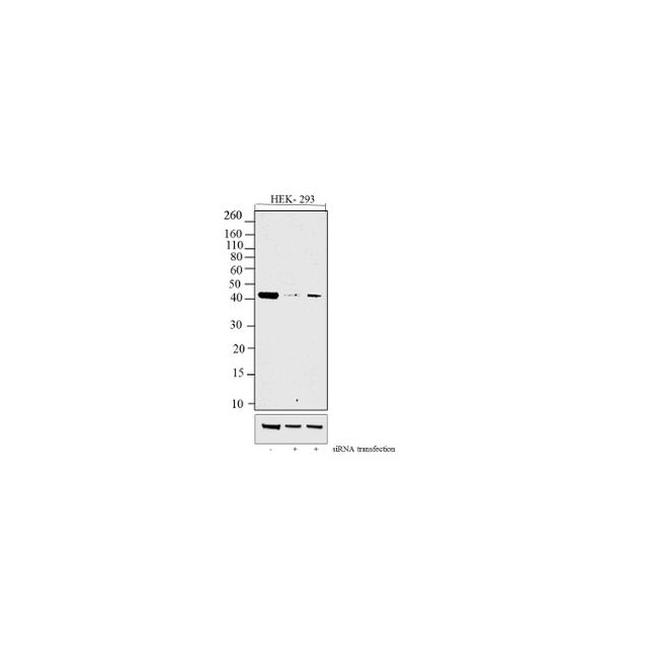 KLF4 Antibody in Western Blot (WB)