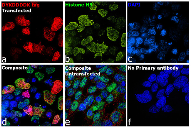 DYKDDDDK Tag Antibody in Immunocytochemistry (ICC/IF)