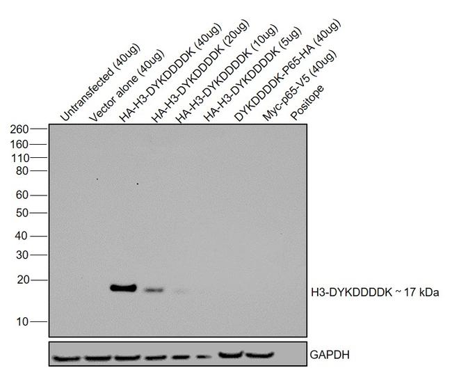 DYKDDDDK Tag Antibody in Western Blot (WB)