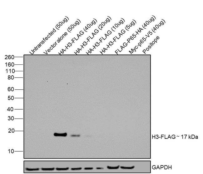 DYKDDDDK Tag Antibody in Western Blot (WB)