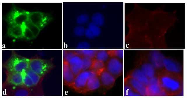 DYKDDDDK Tag Antibody in Immunocytochemistry (ICC/IF)