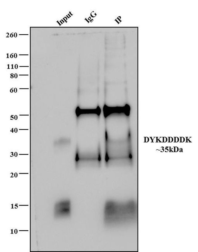 DYKDDDDK Tag Antibody in Immunoprecipitation (IP)