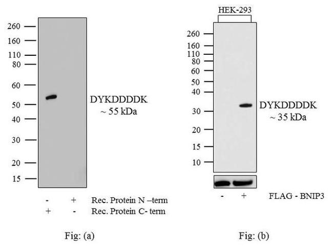 DYKDDDDK Tag Antibody in Western Blot (WB)