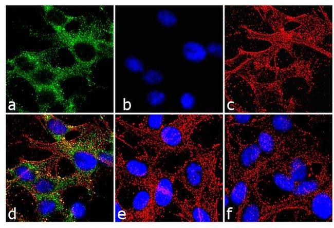 Connexin 36 Antibody