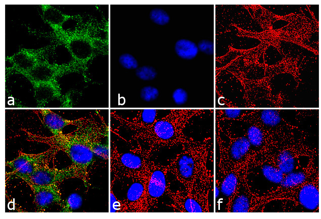 Connexin 36 Antibody in Immunocytochemistry (ICC/IF)