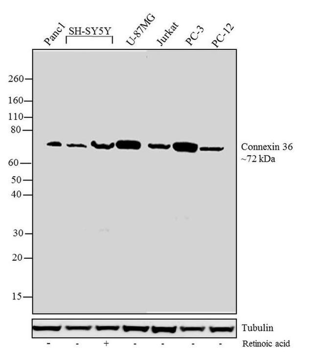 Connexin 36 Antibody in Western Blot (WB)