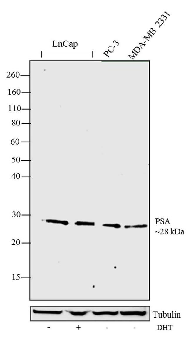 PSA Antibody in Western Blot (WB)