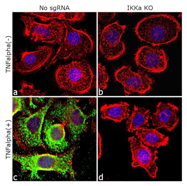 Phospho-IKK alpha/beta (Ser176, Ser180) Antibody