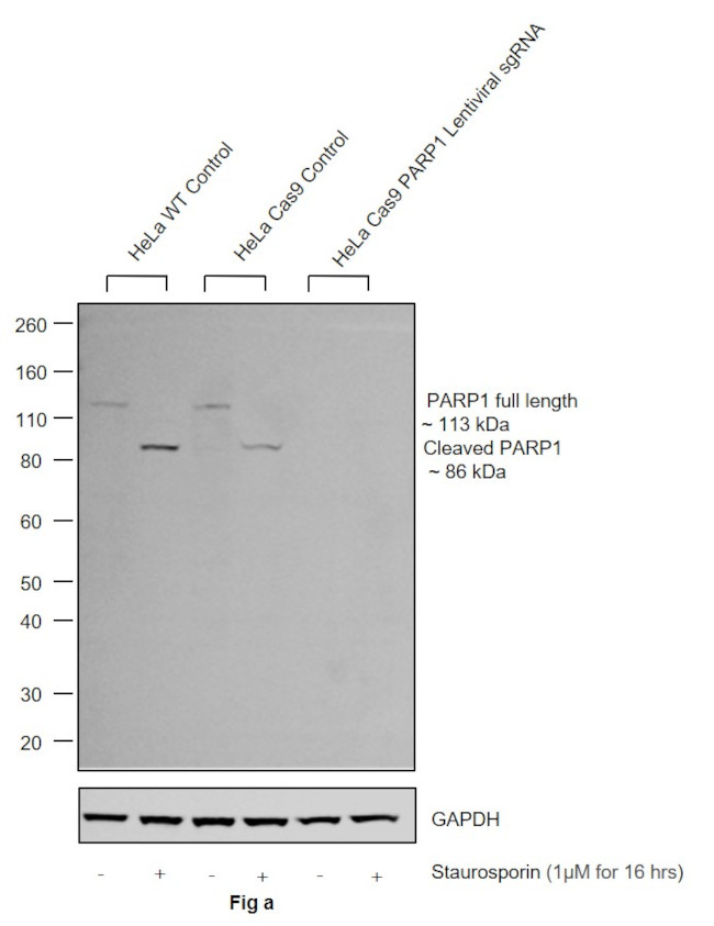 PARP1 Antibody