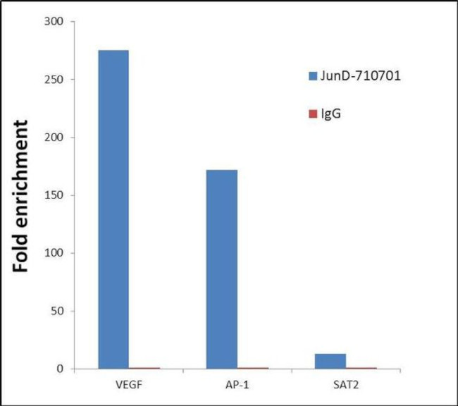 JunD Antibody