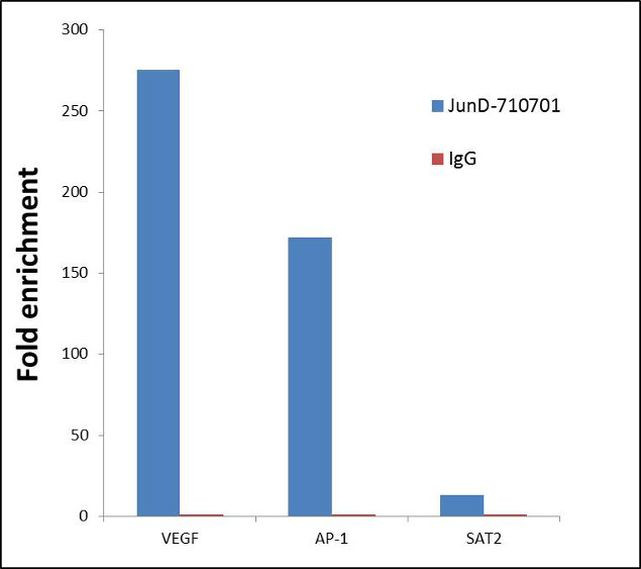 JunD Antibody in ChIP Assay (ChIP)