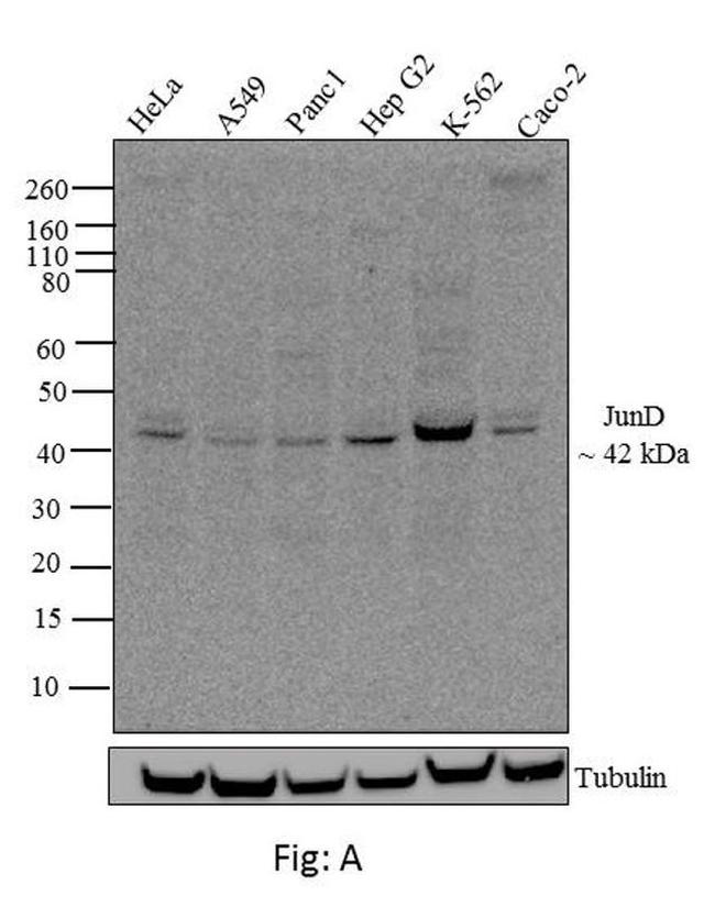 JunD Antibody in Western Blot (WB)