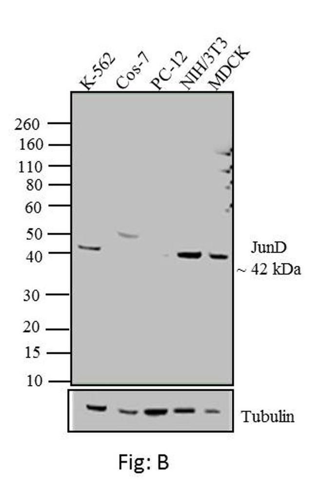 JunD Antibody in Western Blot (WB)