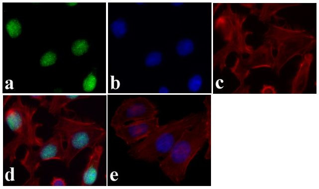 JunD Antibody in Immunocytochemistry (ICC/IF)