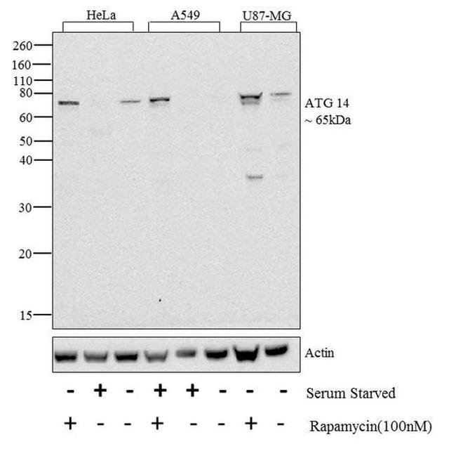 ATG14 Antibody in Western Blot (WB)