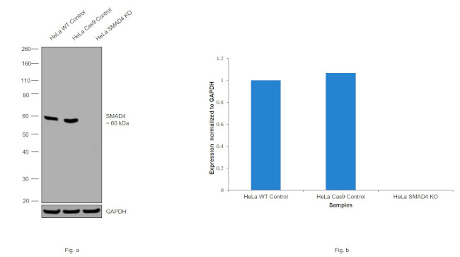 SMAD4 Antibody