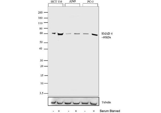 SMAD4 Antibody