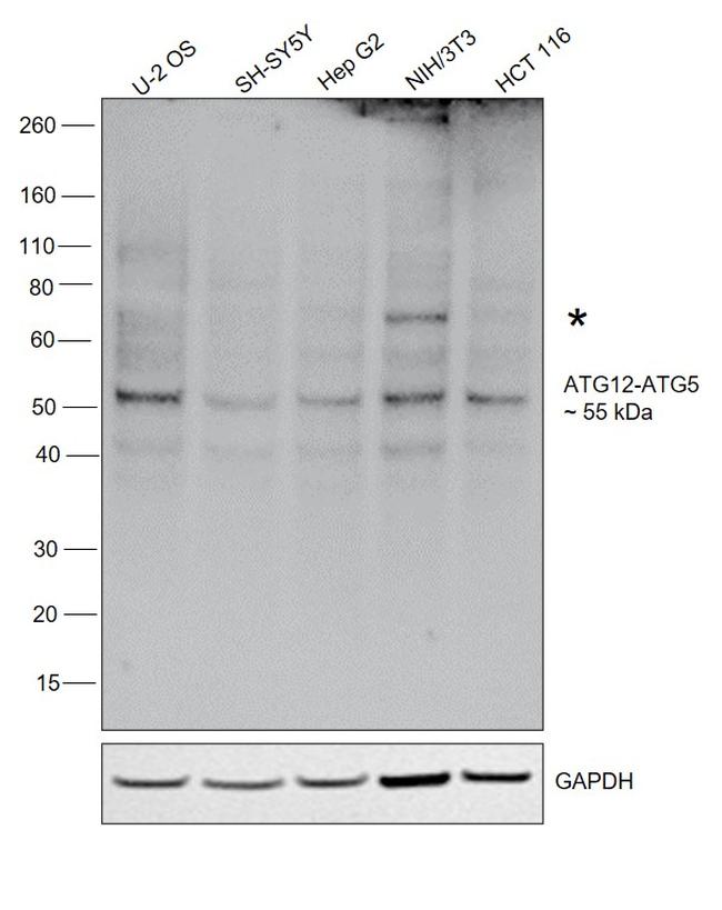 ATG12 Antibody in Western Blot (WB)