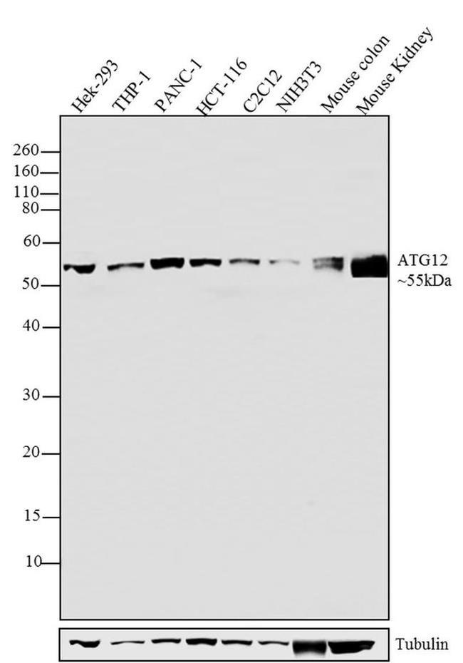 ATG12 Antibody in Western Blot (WB)