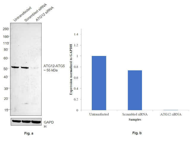 ATG12 Antibody