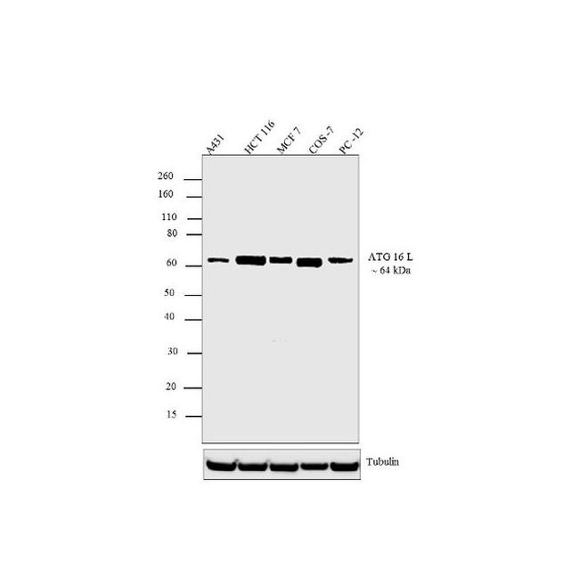 ATG16L1 Antibody in Western Blot (WB)