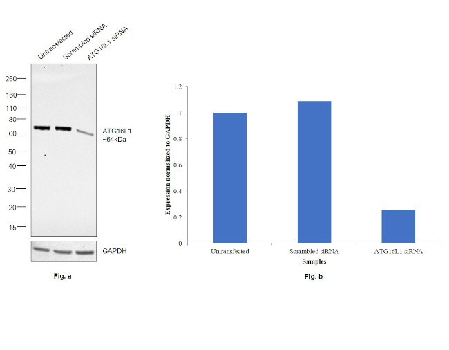 ATG16L1 Antibody