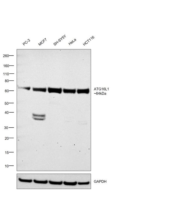 ATG16L1 Antibody in Western Blot (WB)