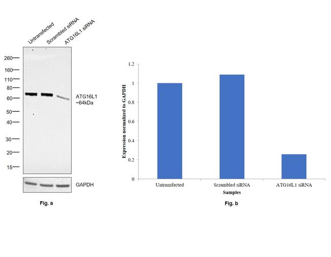 ATG16L1 Antibody in Western Blot (WB)