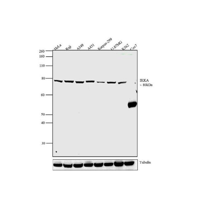 IKK alpha Antibody in Western Blot (WB)