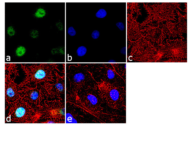 FOXA2 Antibody in Immunocytochemistry (ICC/IF)