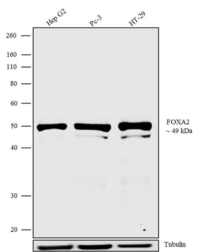 FOXA2 Antibody in Western Blot (WB)