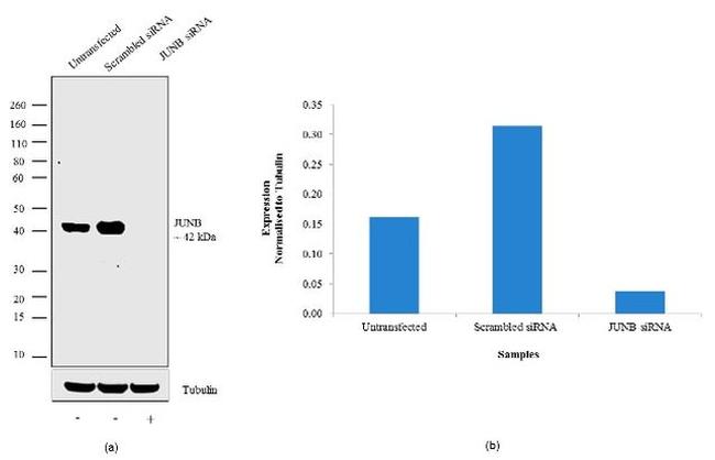 JunB Antibody in Western Blot (WB)