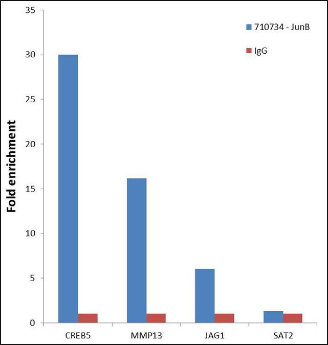 JunB Antibody in ChIP Assay (ChIP)