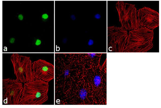 JunB Antibody in Immunocytochemistry (ICC/IF)