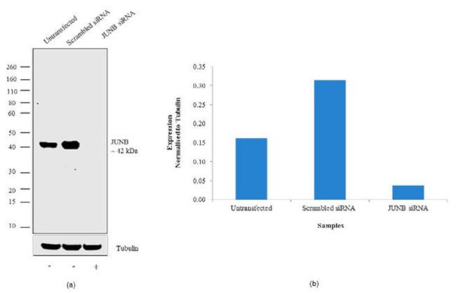 JunB Antibody