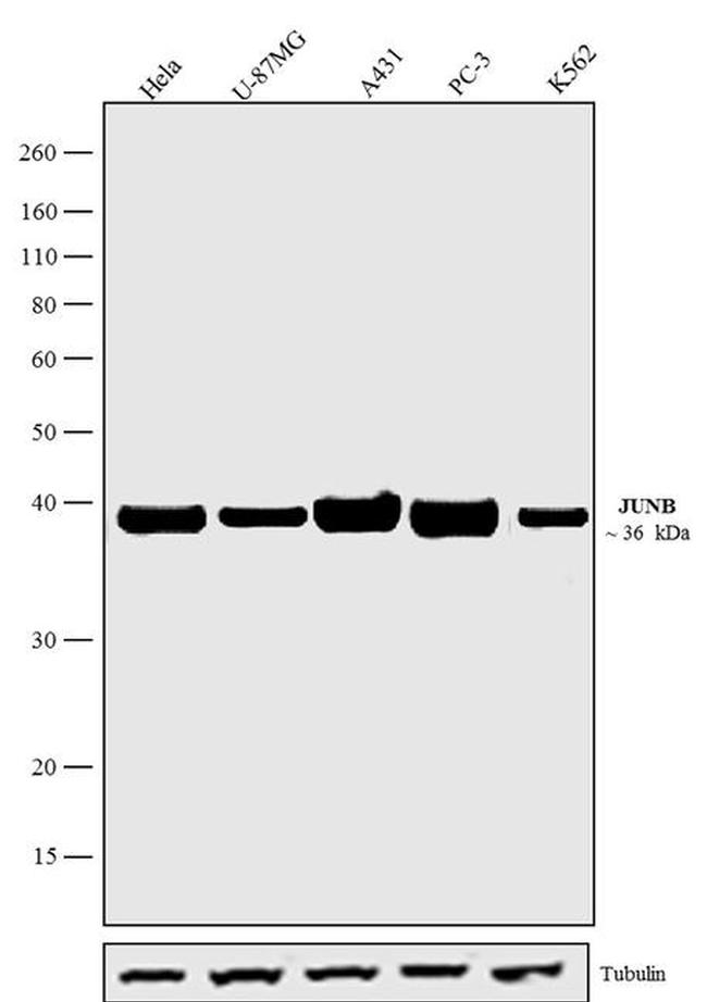 JunB Antibody in Western Blot (WB)