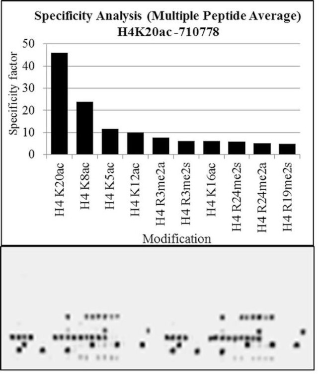 H4K20ac Antibody in Peptide array (ARRAY)