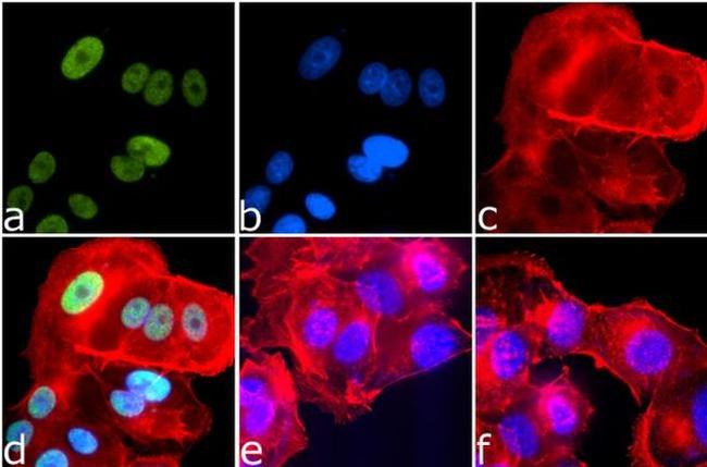 Phospho-IRS1 (Ser616) Antibody