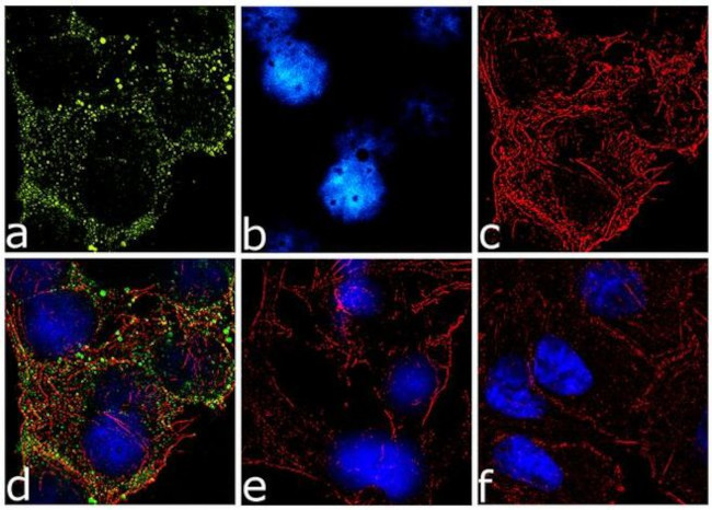 Phospho-IRS1 (Ser636, Ser639) Antibody in Immunocytochemistry (ICC/IF)