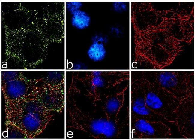 Phospho-IRS1 (Ser636, Ser639) Antibody