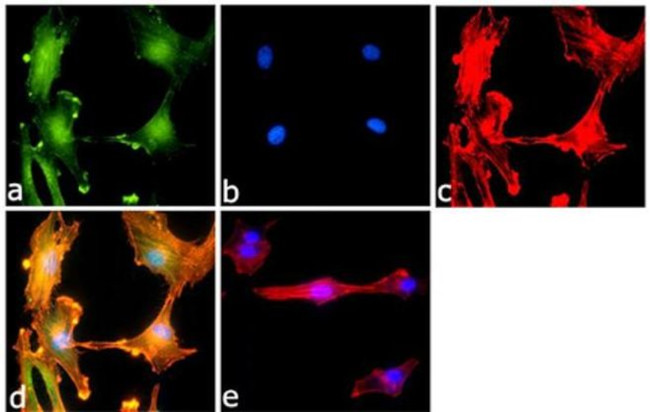 mTOR Antibody in Immunocytochemistry (ICC/IF)