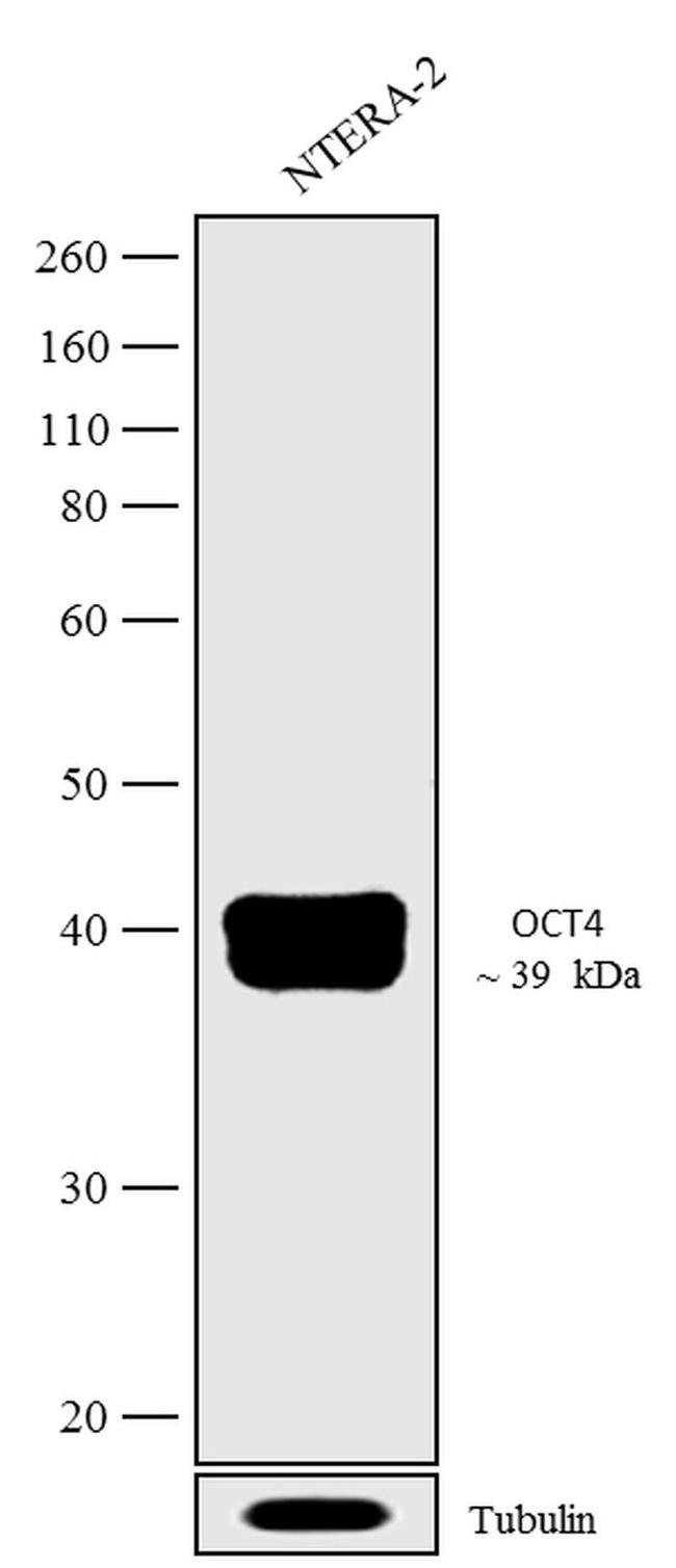 OCT4 Antibody in Western Blot (WB)