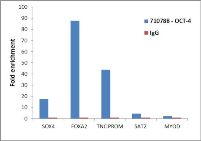 OCT4 Antibody in ChIP Assay (ChIP)