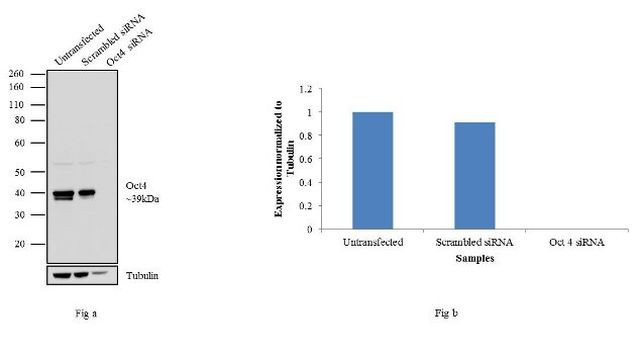 OCT4 Antibody