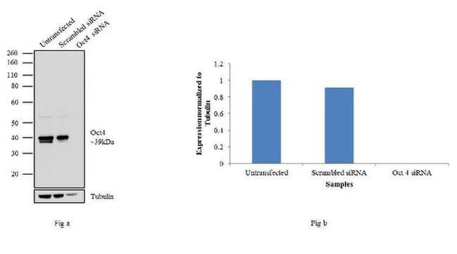 OCT4 Antibody in Western Blot (WB)