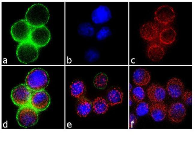 Phospho-c-Met (Tyr1349) Antibody