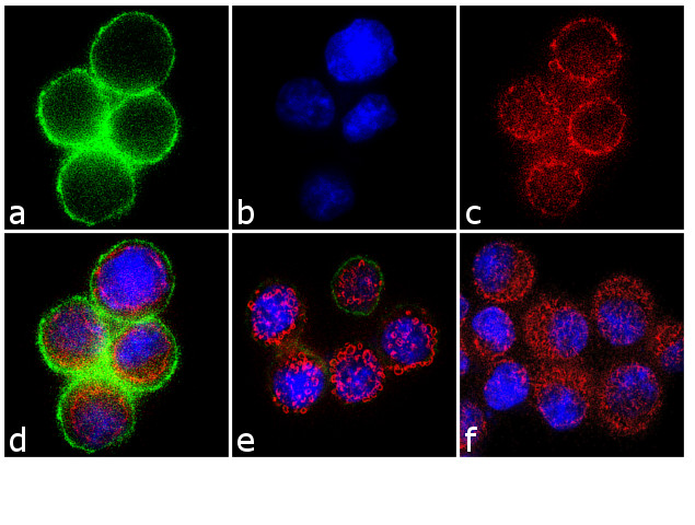 Phospho-c-Met (Tyr1349) Antibody in Immunocytochemistry (ICC/IF)